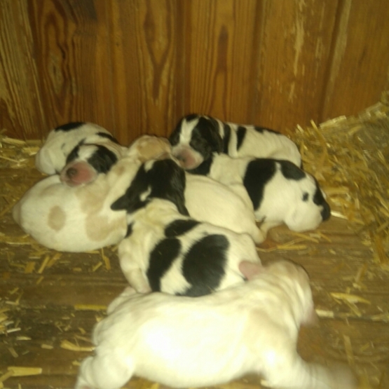 Image pour l'annonce Donne chiot