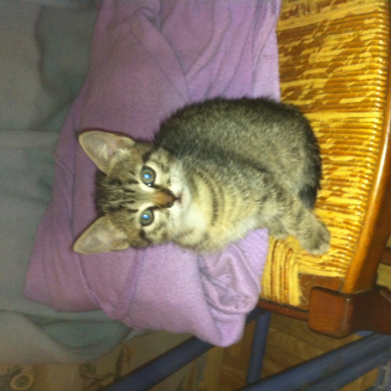 Image pour l'annonce Donne chatons