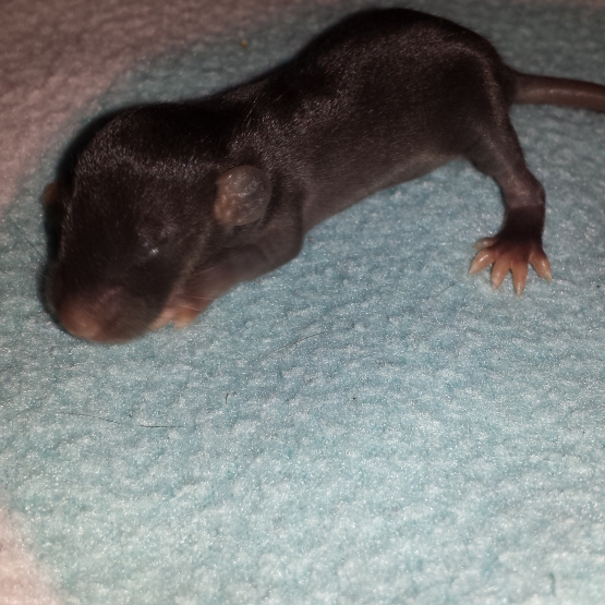 Image pour l'annonce Bebe rats adoptions