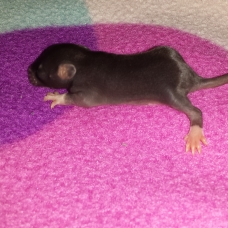 Image pour l'annonce Bebe rats adoptions
