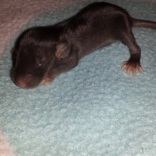 Image pour l'annonce Bebe rats adoptions