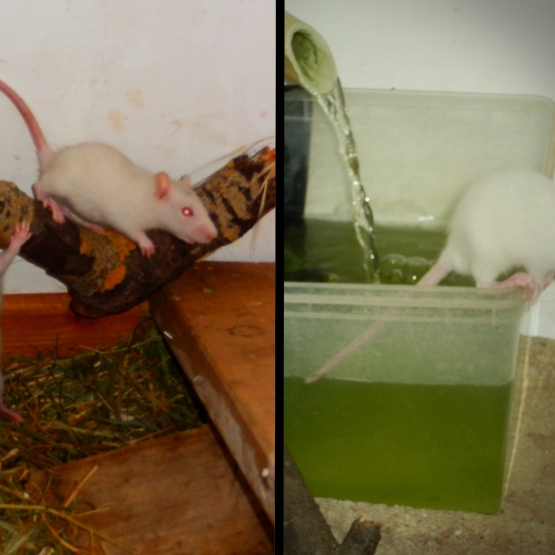 Image pour l'annonce Donne bébés Rats