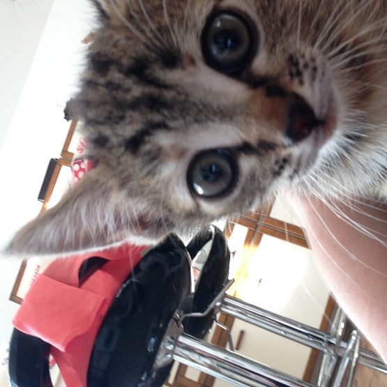 Image pour l'annonce chaton à donner