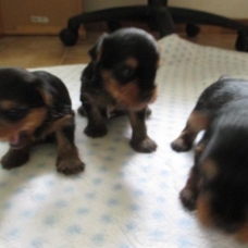 Image pour l'annonce Jolie Chiots Yorkshire Terrier