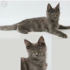 Image pour l'annonce Chatons maine coon Loof+paiement 10x+Livraison