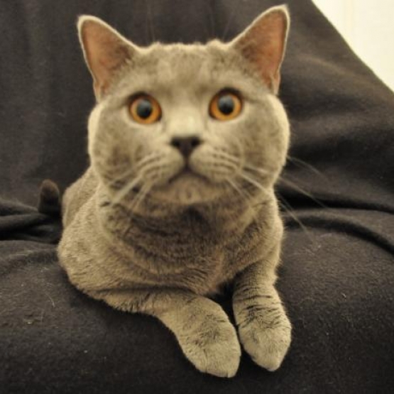 Image pour l'annonce Chatons chartreux Loof+ paiement 10x + Livraison