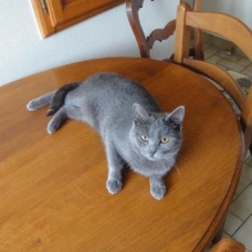 Image pour l'annonce Chatons chartreux Loof+ paiement 10x + Livraison
