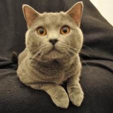 Image pour l'annonce Chatons chartreux Loof+ paiement 10x + Livraison