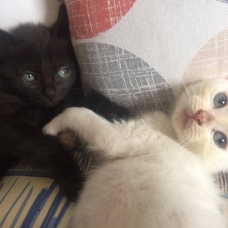 Image pour l'annonce 2 CHATONS MALES NOIR/BLANC