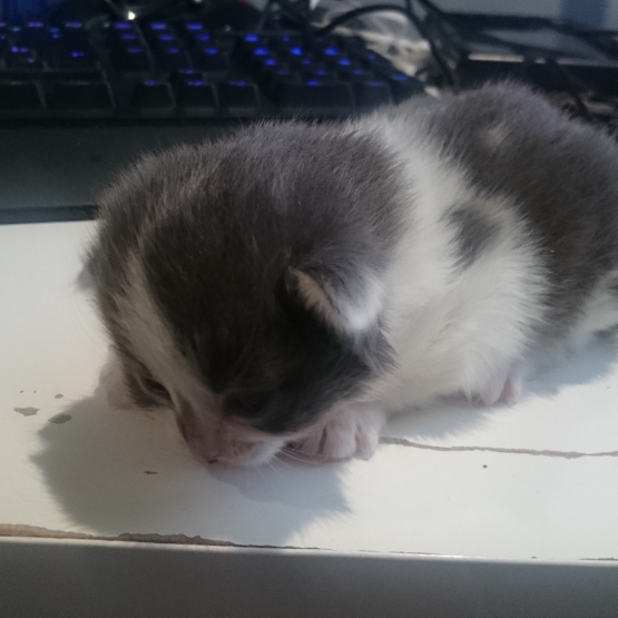 Image pour l'annonce Réservation  de chaton
