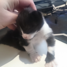 Image pour l'annonce Réservation  de chaton