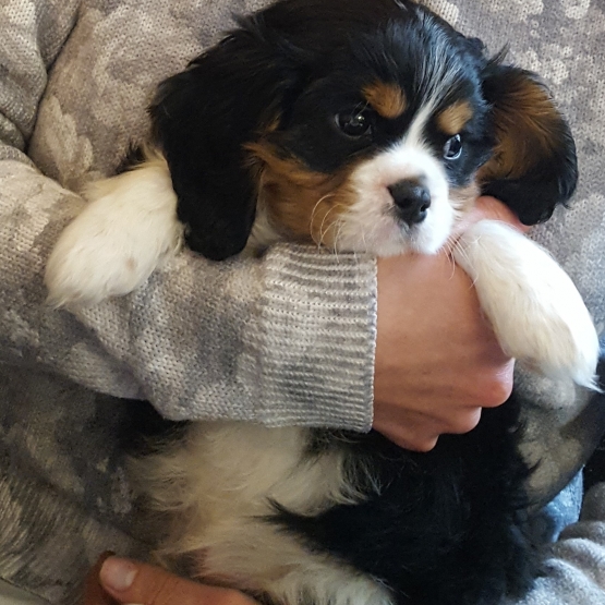 Image pour l'annonce Vend chiot 2 mois Cavalier King charles (LOf)