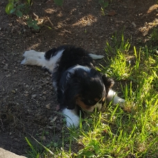 Image pour l'annonce Vend chiot 2 mois Cavalier King charles (LOf)