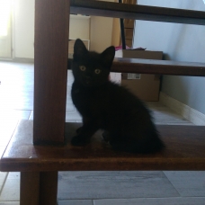 Image pour l'annonce Trois chatons qui n'attendent que vous !