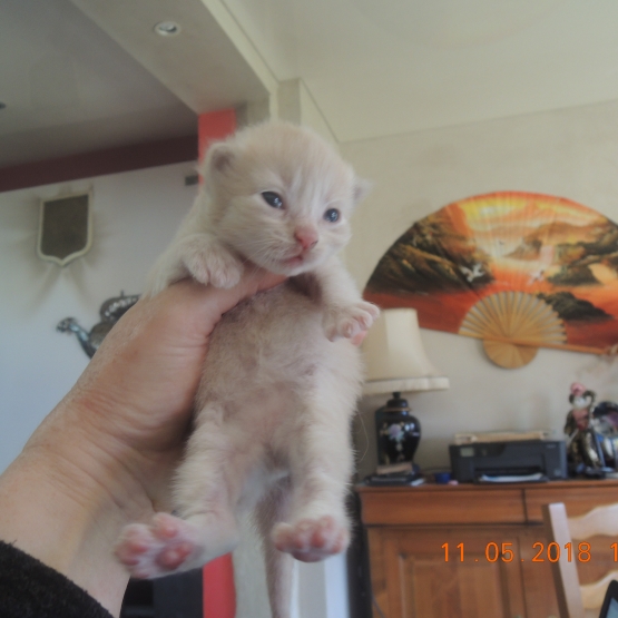 Image pour l'annonce donne chaton