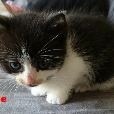 Image pour l'annonce Donne chatons contre bons soins