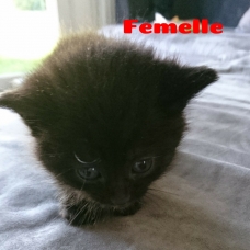 Image pour l'annonce Donne chatons contre bons soins