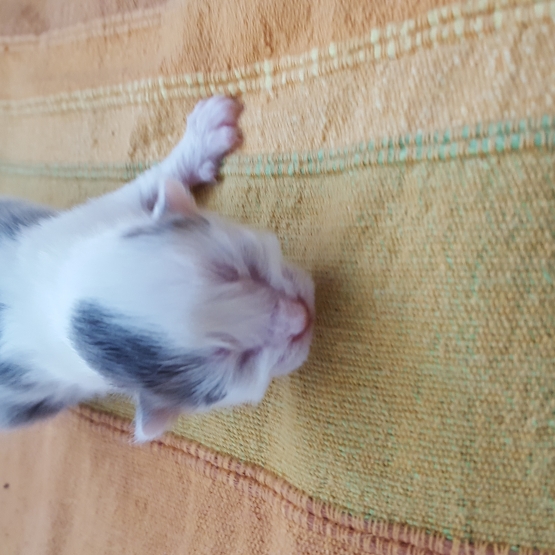 Image pour l'annonce Donne chatons