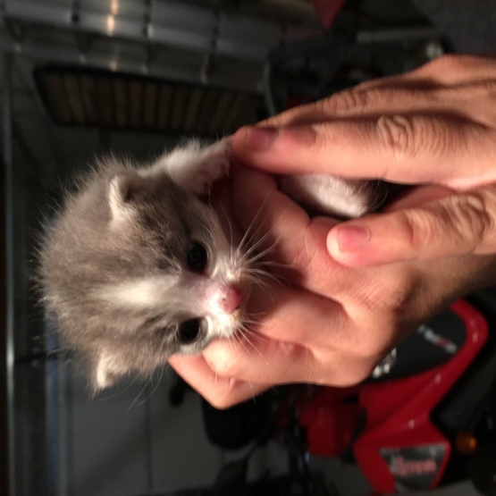 Image pour l'annonce Donne chaton femelle