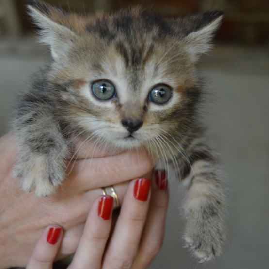 Image pour l'annonce Donne chatons mi-juin