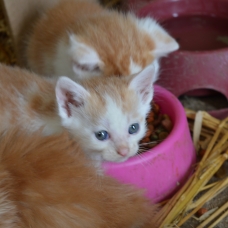Image pour l'annonce Donne chatons mi-juin