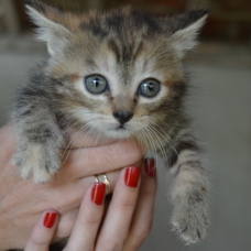Image pour l'annonce Donne chatons mi-juin