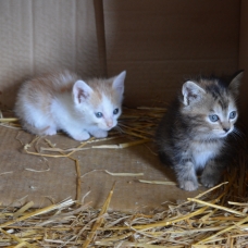 Image pour l'annonce Donne chatons mi-juin