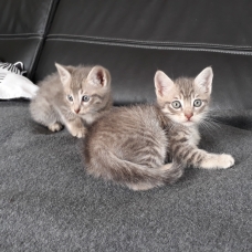 Image pour l'annonce Donne chatons