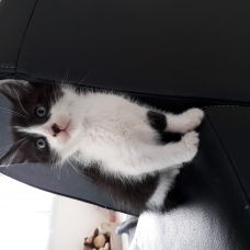 Image pour l'annonce Donne chatons