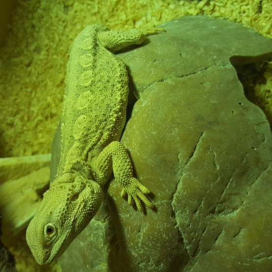 Image pour l'annonce vends pogona henrylawsoni mâle