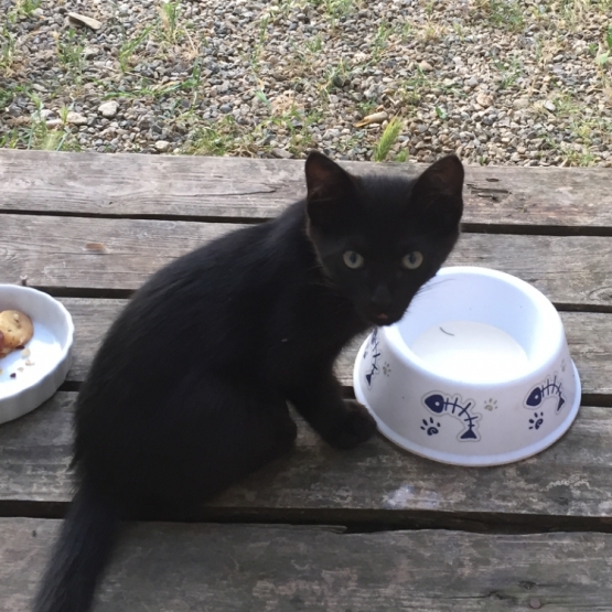 Image pour l'annonce Donne 1 chaton noir male