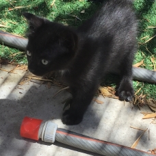 Image pour l'annonce Donne 1 chaton noir male