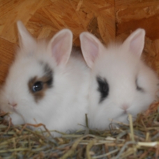 Image pour l'annonce Lapins un mâle et une femelle