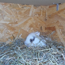 Image pour l'annonce Lapins un mâle et une femelle