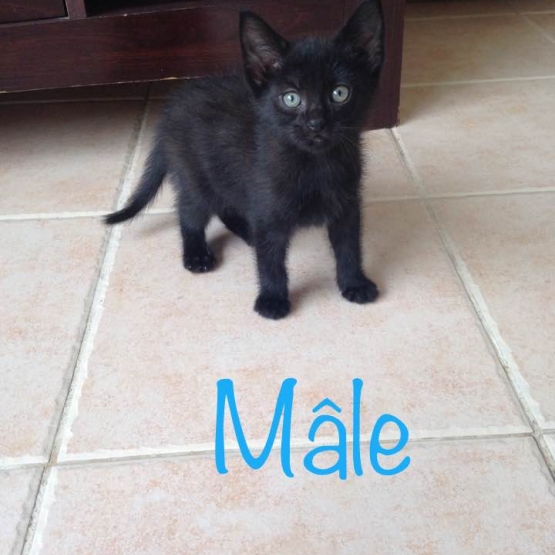 Image pour l'annonce À donner 5 adorables chatons