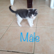 Image pour l'annonce À donner 5 adorables chatons