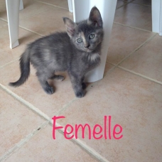 Image pour l'annonce À donner 5 adorables chatons