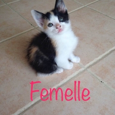 Image pour l'annonce À donner 5 adorables chatons