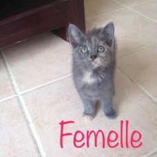 Image pour l'annonce À donner 5 adorables chatons
