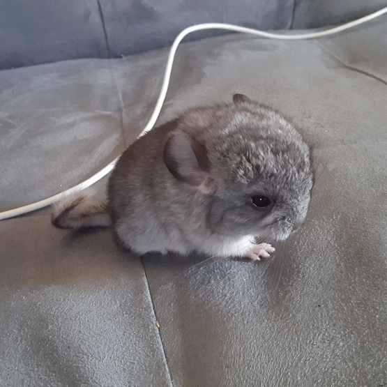 Image pour l'annonce Chinchilla male