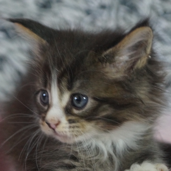 Image pour l'annonce Maine Coon chatons mâles et femelles