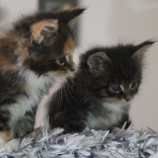 Image pour l'annonce Maine Coon chatons mâles et femelles
