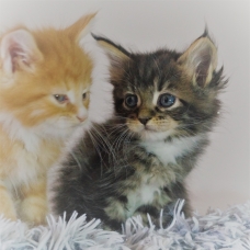 Image pour l'annonce Maine Coon chatons mâles et femelles