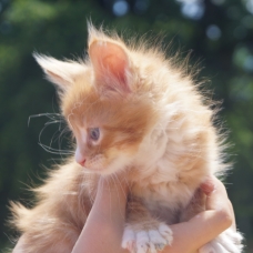 Image pour l'annonce Maine Coon chatons mâles et femelles