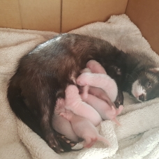 Image pour l'annonce A réserver furetos nés le 15mai