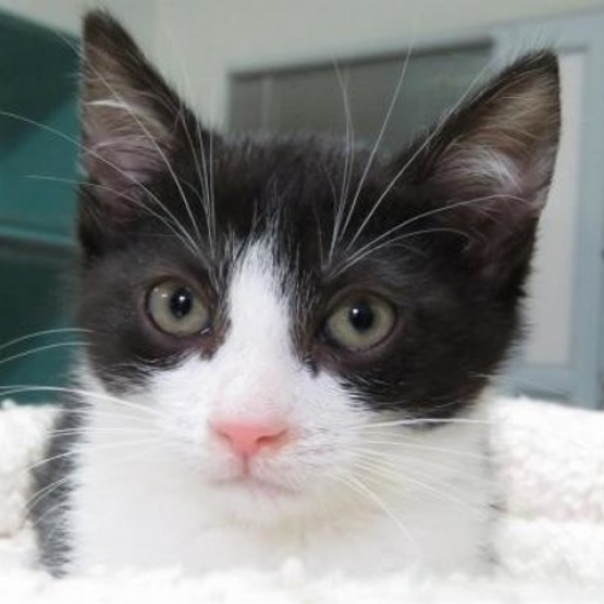 Image pour l'annonce Noxy  : chaton à adopter