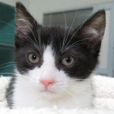 Image pour l'annonce Noxy  : chaton à adopter