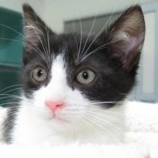 Image pour l'annonce Noxy  : chaton à adopter