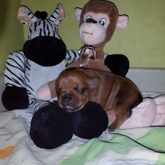 Image pour l'annonce vends chiot  mâle  LOF staffordshire bull terrier