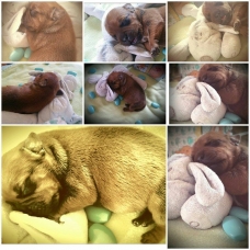 Image pour l'annonce vends chiot  mâle  LOF staffordshire bull terrier